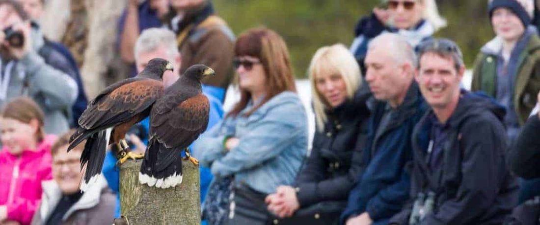 British Raptor Fair for 2026