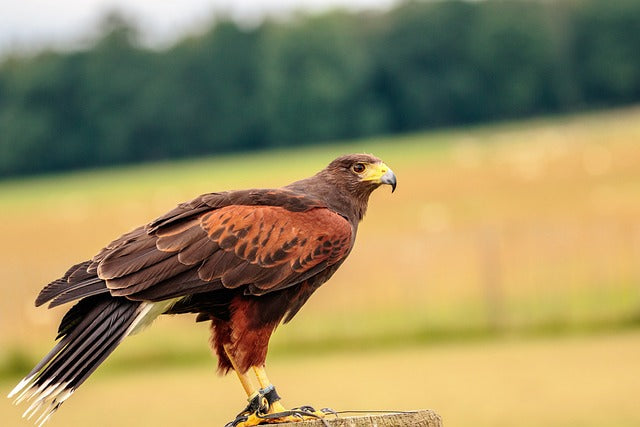 What is the best bird of prey for beginners in the UK?